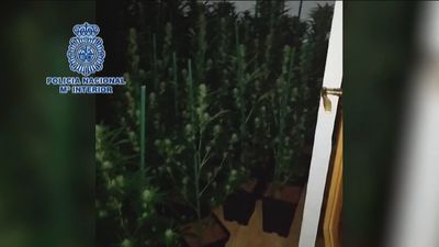 Amenaza al técnico de la compañía eléctrica por cortarle el enganche ilegal a su plantación de marihuana