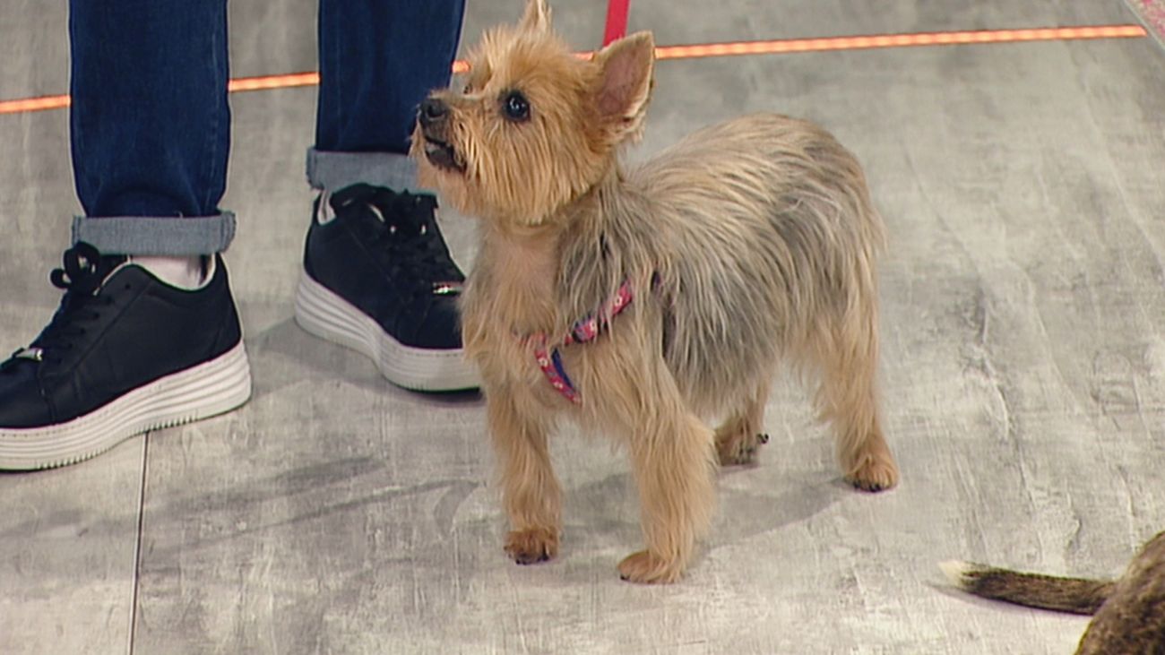 Lala y Xira, dos perras en busca de un nuevo hogar