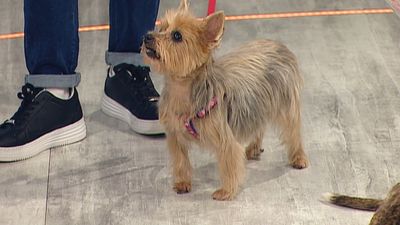 Lala y Xira, dos perras en busca de un nuevo hogar