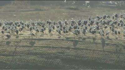 Miles de cigüeñas se aposentan en la Cañada tras la recuperación de tierras en vertederos
