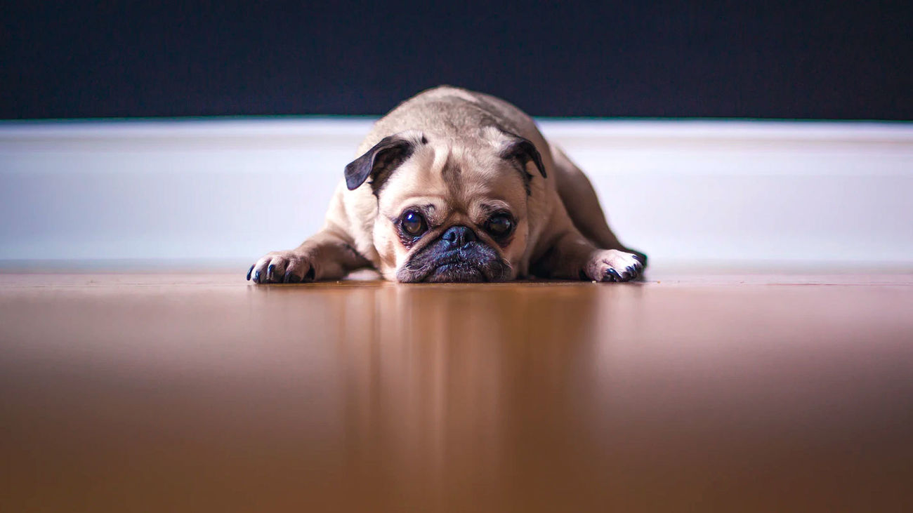 Las manías que compartimos los humanos con nuestras mascotas