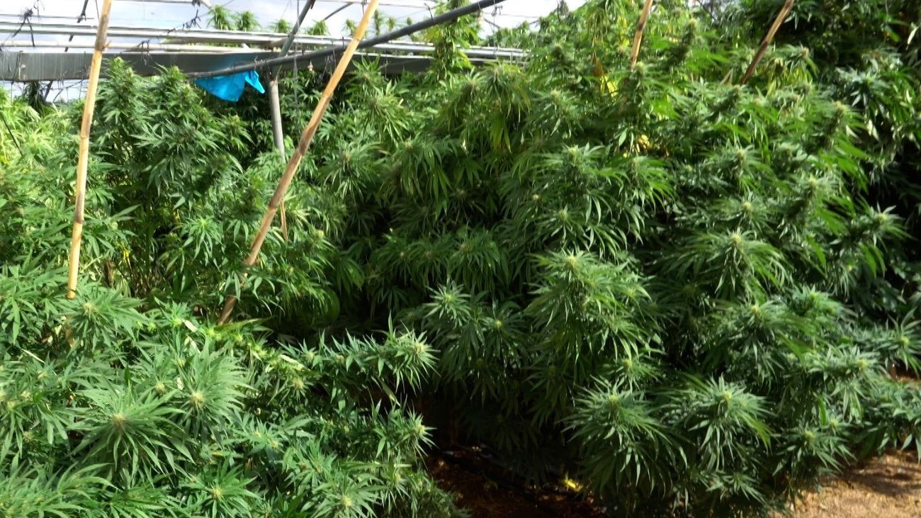 Villa del Prado, epicentro de una trama que engañaba a agricultores para cultivar marihuana