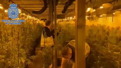 Cae una red de suministro de planteles de marihuana, con 28 detenidos en Madrid, Valencia y Castellón