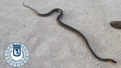 Recuperada una boa constrictor que se había escapado en el madrileño barrio de Estrecho