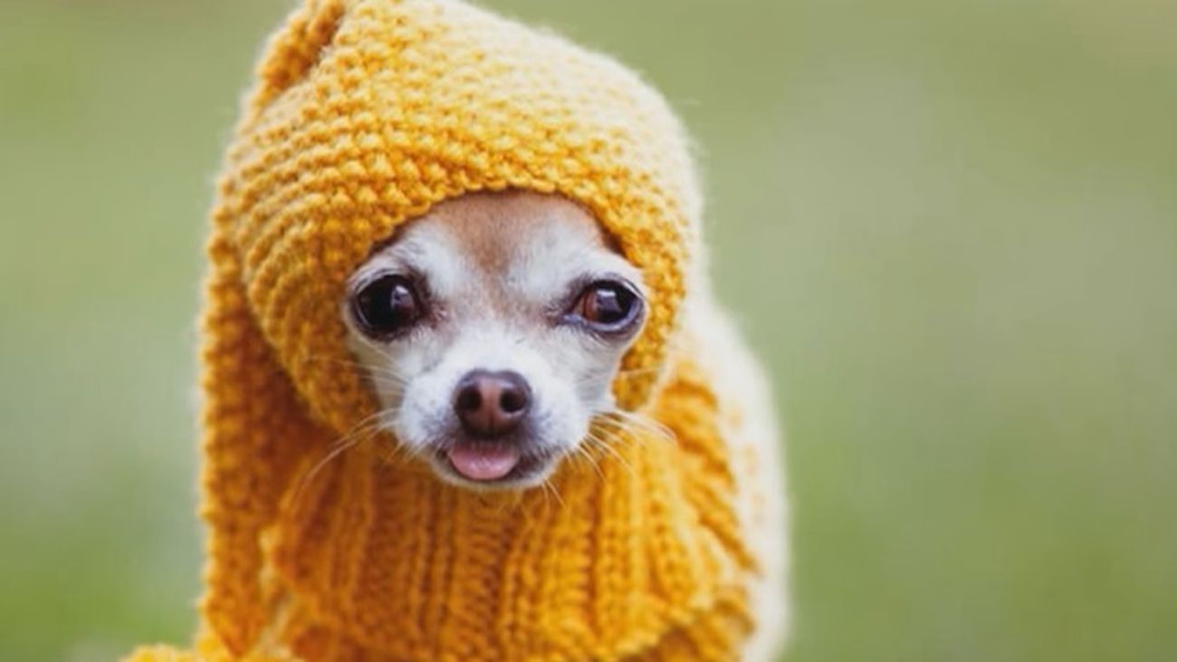 Dogfluencers, los perros de moda en Instagram