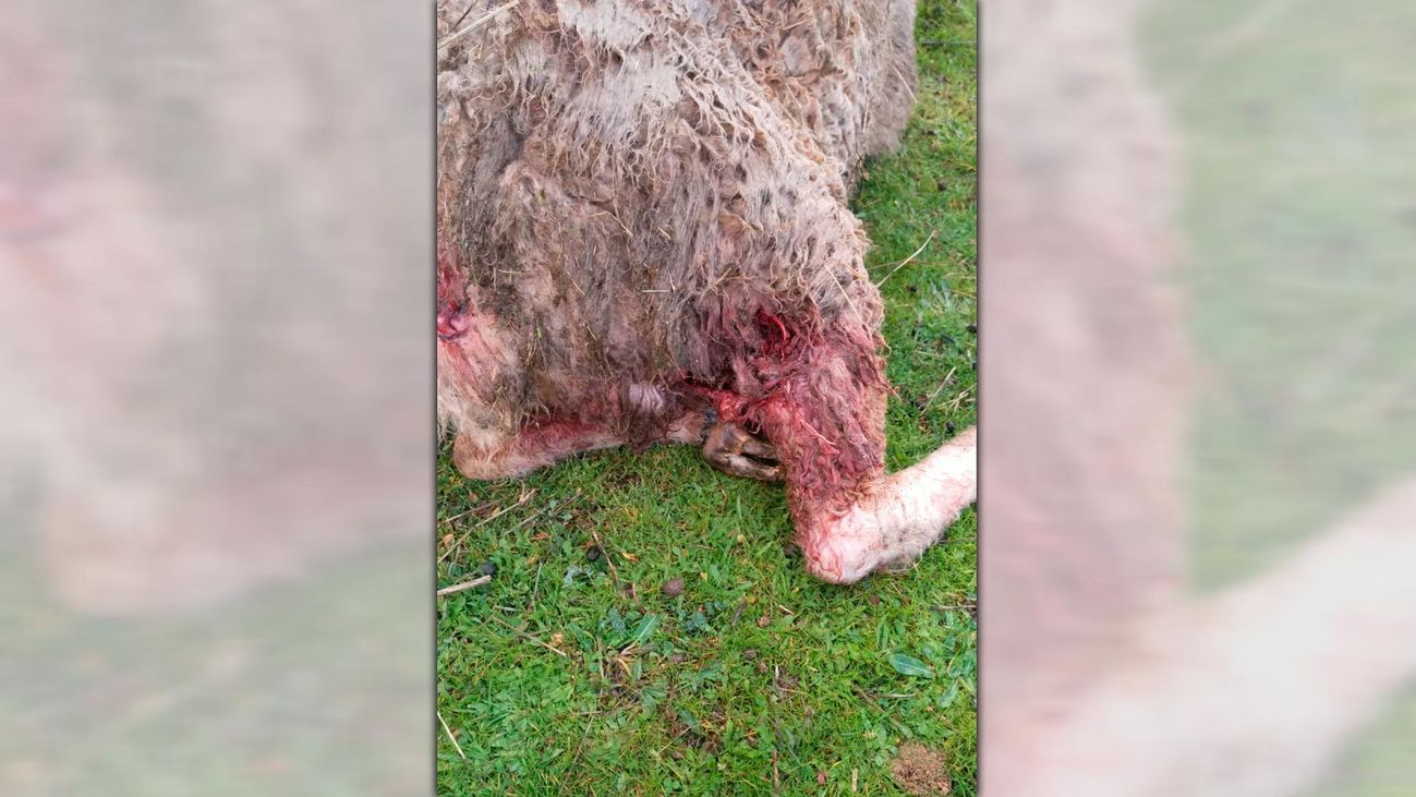 Heridas provocadas a una oveja por el ataque de perros