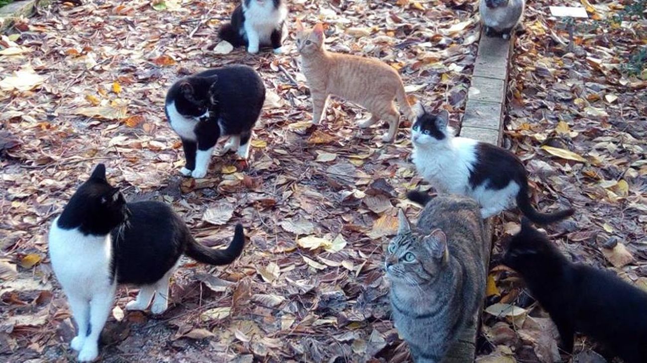 Casarrubuelos advierte del riesgo para la salud de las colonias felinas