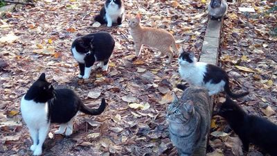 Casarrubuelos advierte del riesgo para la salud de las colonias felinas