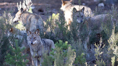 ¿Quieres ver lobos en Madrid?