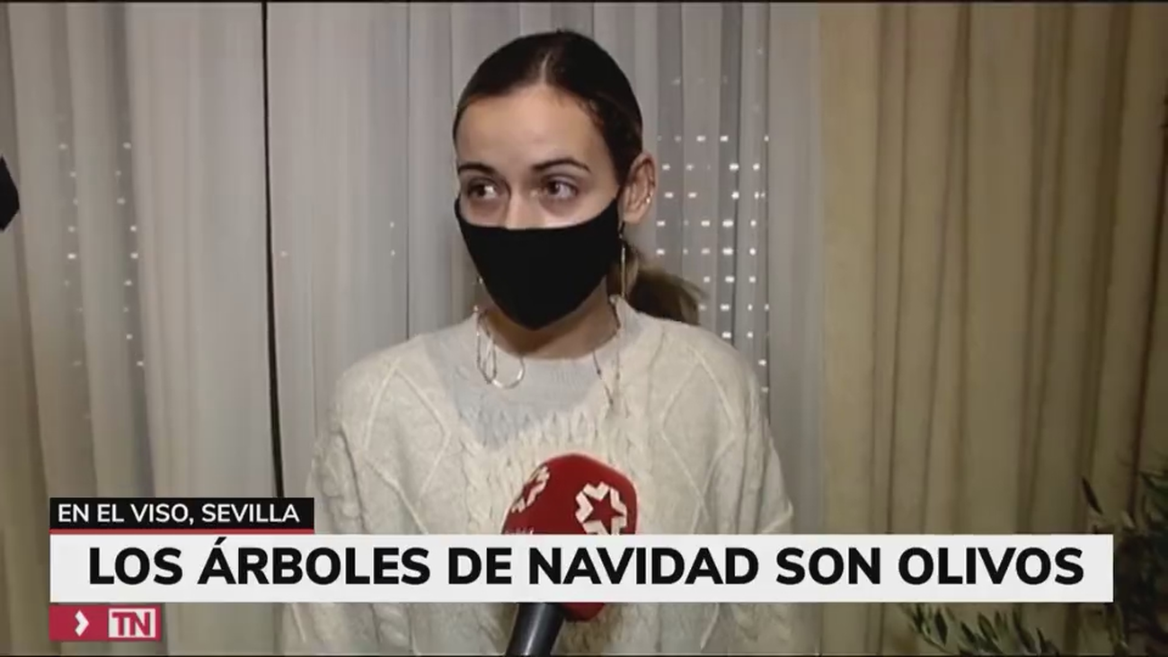 Olivos convertidos en árboles de Navidad