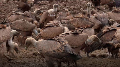 El buitre leonado, un animal casi amenazado que aún no cuenta con demasiado turismo