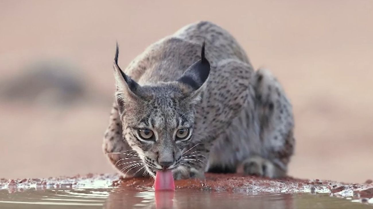 La Comunidad de Madrid quiere reintroducir en 2024 el lince ibérico en la región