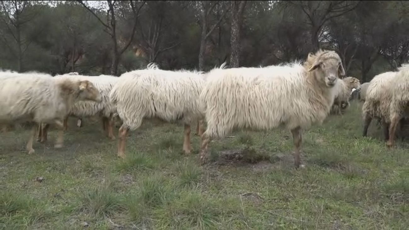 Un rebaño de 270 ovejas en plena ciudad de Madrid