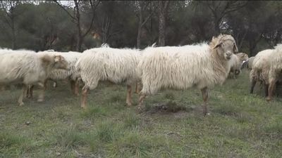 Un rebaño de 270 ovejas en plena ciudad de Madrid