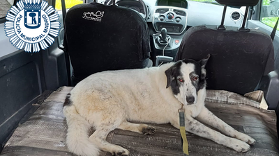 Cortan el tráfico en los  túneles de la M-30 para recuperar a Sira, una perra perdida