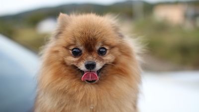 Los perros más buscados en Internet