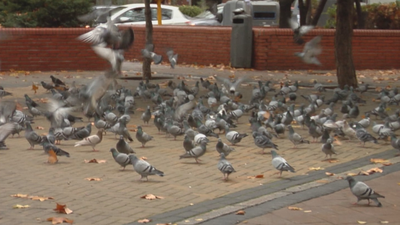La auténtica pesadilla que viven en la calle Tarragona por las palomas