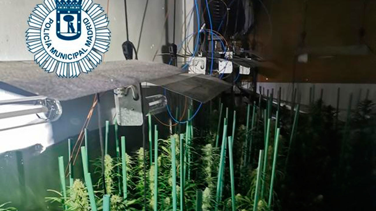 Detenido un joven que cultivaba 213 plantas de marihuana en su vivienda de Villaverde