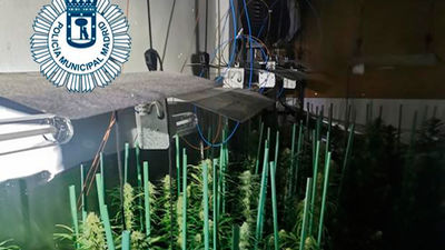 Detenido un joven que cultivaba 213 plantas de marihuana en su vivienda de Villaverde