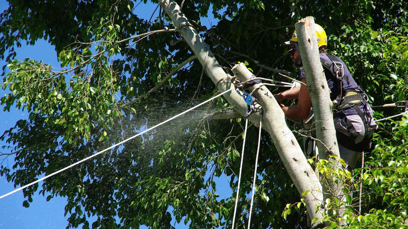 Trabajos de poda en Manzanares el Real