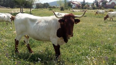 La Comunidad celebra su subasta nacional de ganado de forma virtual