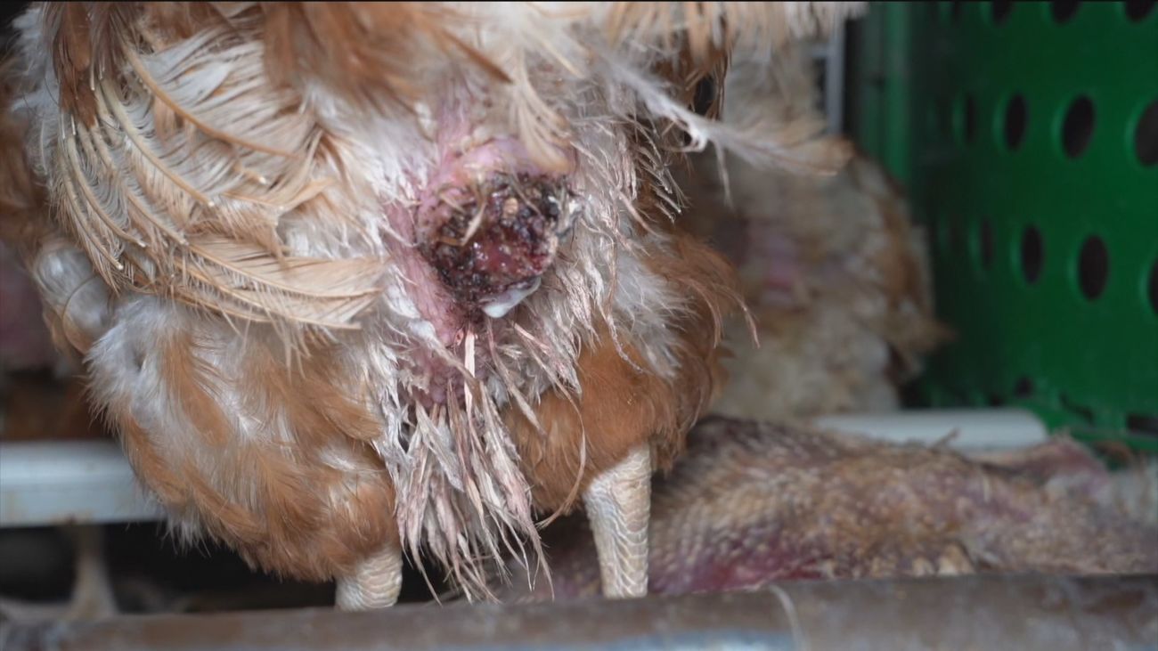 La "extrema brutalidad" con la que son tratadas estas gallinas en Tielmes