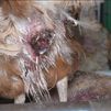 La "extrema brutalidad" con la que son tratadas estas gallinas en Tielmes