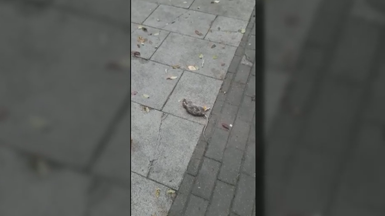 Ratas, aceras levantadas y alcorques vacíos: el horror de pasear por esta calle de Valdemoro