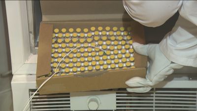 Vacunado en Navarra el primer voluntario en el ensayo de Janssen contra la Covid