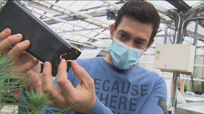 Un joven biólogo madrileño, portada de Science por su estudio sobre cómo compiten las raíces de las plantas