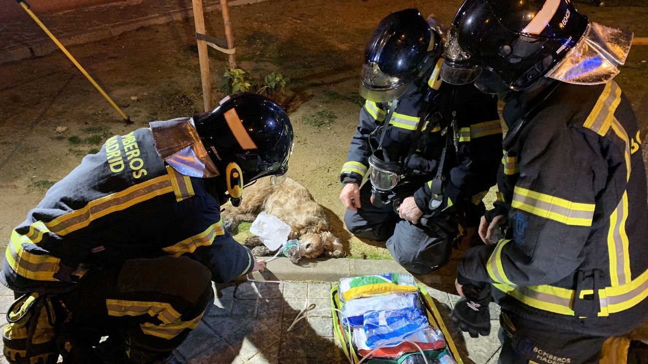 Los bomberos han rescatado con vida a un perro atrapado en la vivienda de San Blas