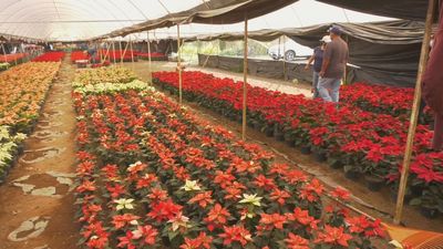 Xochimilco, hogar de la flor de pascua originaria de México