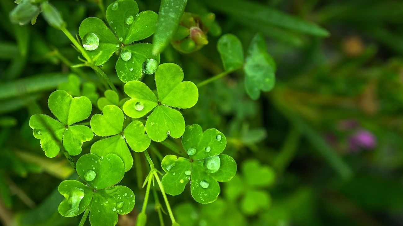 Las plantas que nos dan suerte