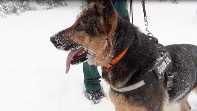 'Fibi', el 'ángel de la guarda' de los montañeros perdidos en la sierra de Madrid