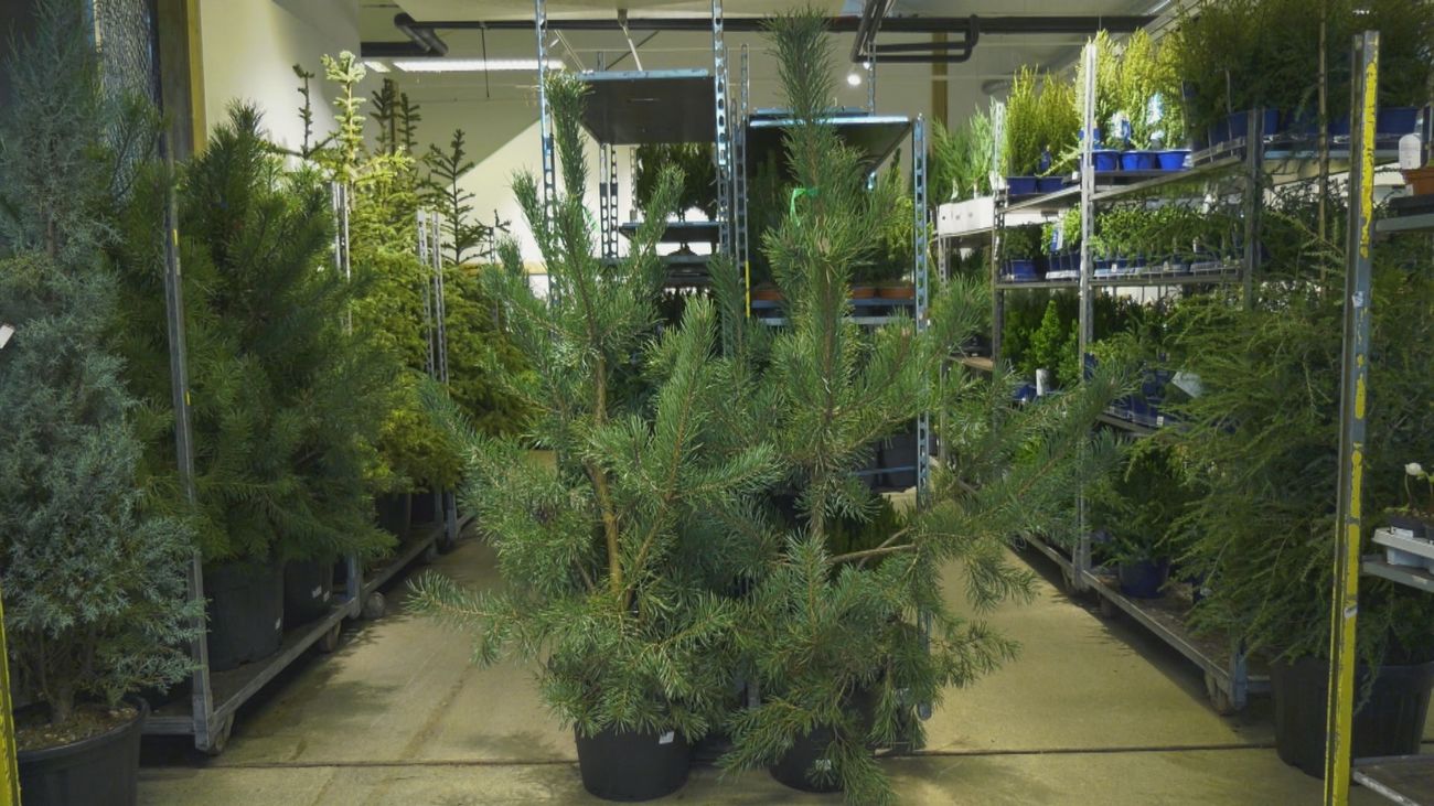 La 'estrella de Navidad', la flor amaryllis y el abeto, imprescindibles en la Navidad en Estocolmo