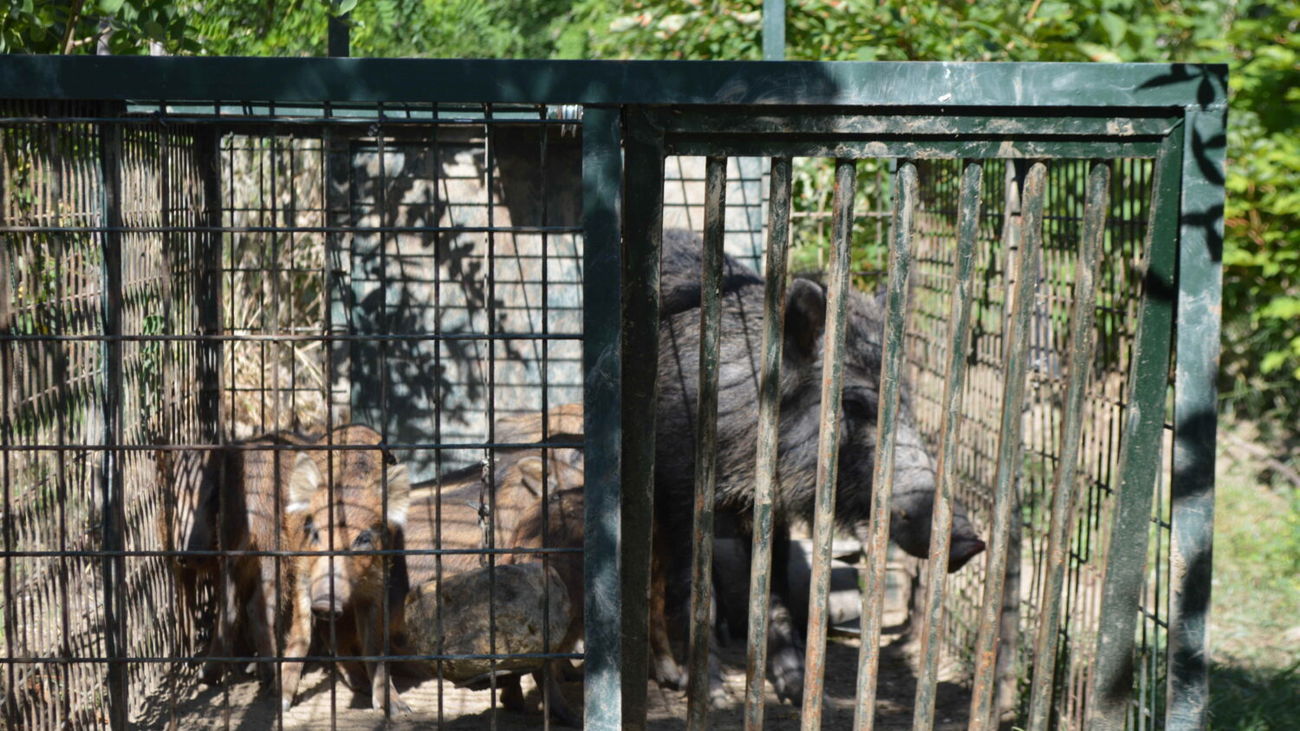 Desde abril y solo en la capital ya han sido capturados 84 jabalíes