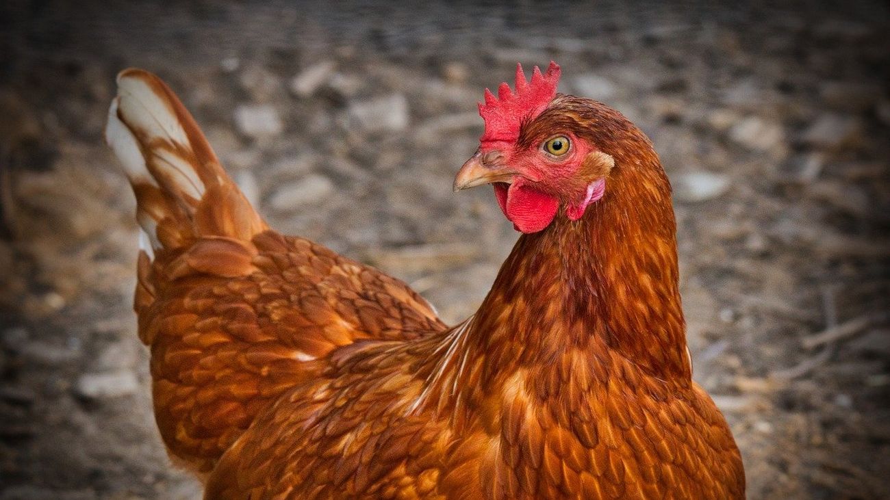 Madrid plato a plato: Gallina en Pepitoria