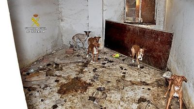 La Guardia Civil rescata de una finca de Ambite de Tajuña a 22 perros en condiciones "deplorables"