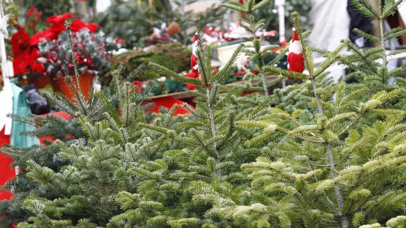 El Ayuntamiento de Madrid habilita desde este jueves viveros para recoger abetos de Navidad