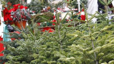 El Ayuntamiento de Madrid habilita desde este jueves viveros para recoger abetos de Navidad