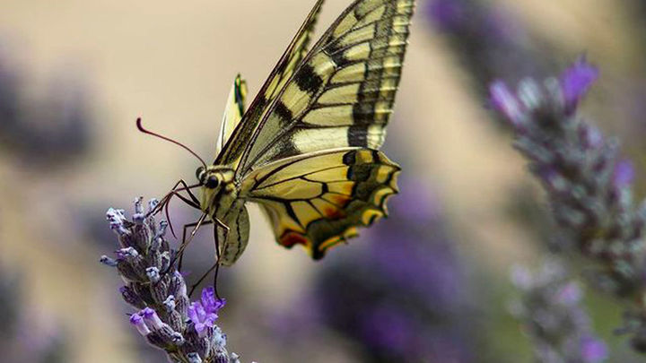 Mariposa sobre lavanda, La Pedriza / Alberto Pascual