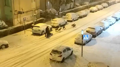 La verdadera historia del hombre que recorrió Madrid en un trineo tirado por perros
