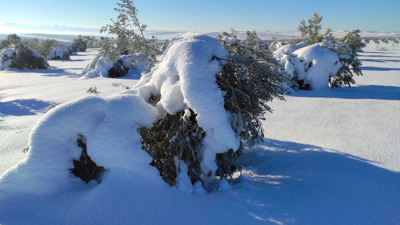 "Se ha perdido prácticamente todo el olivar de Madrid por muchos años”