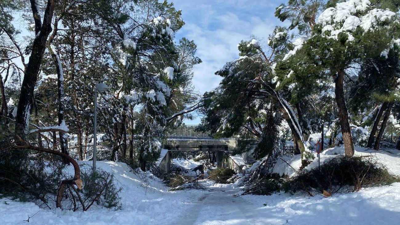 La borrasca Filomena devasta la Casa de Campo