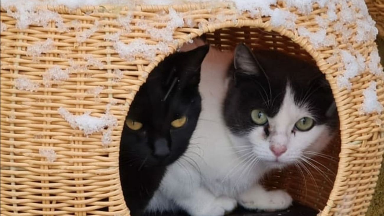 Esta protectora de animales ha quedado destrozada tras el paso de la borrasca