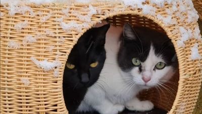 Esta protectora de animales ha quedado destrozada tras el paso de la borrasca