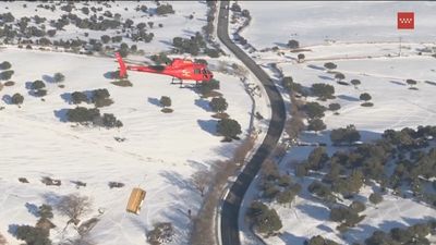Alimentan con un helicóptero del GERA a 400 animales aislados por la nieve en Colmenar Viejo