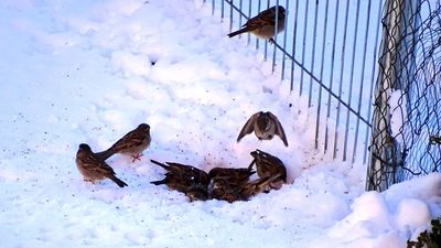 Llamada de auxilio de los gorriones, patos, cisnes y otras aves de Madrid