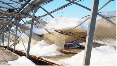 Más de 130 personas con discapacidad intelectual pueden quedarse sin trabajo tras el desastre del vivero La Veguilla  de Villaviciosa de Odón