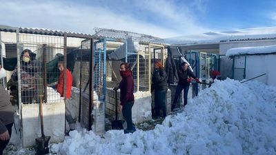 Las protectoras de animales lanzan un SOS tras el paso de Filomena